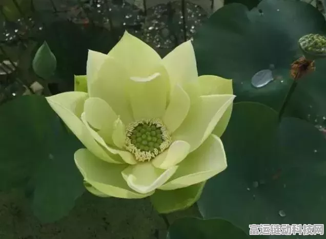 惊艳绝伦！以闪亮之名金陵遗梦套装全方位解析
