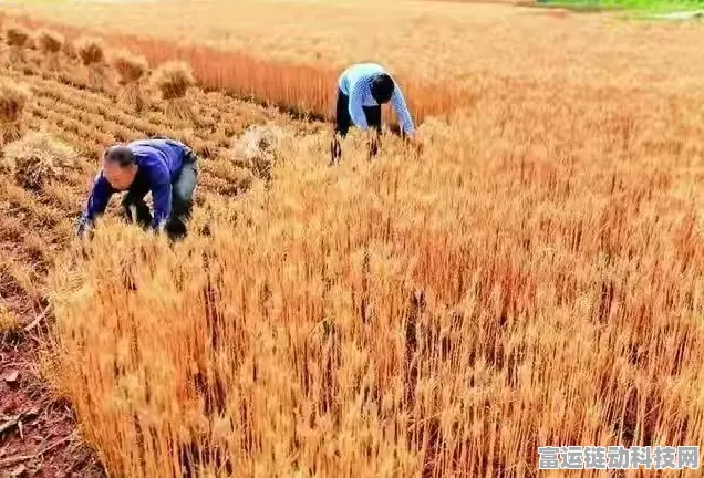 文字玩出花收麦子秘籍，轻松通关全攻略