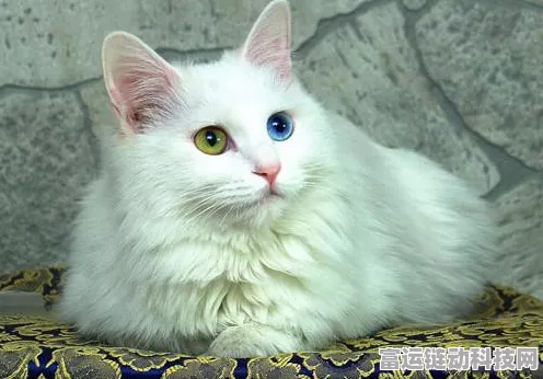 猫咪和汤国服 热气球皮肤轻松到手攻略秘籍