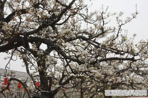 桃源深处有人家，种花秘籍大公开