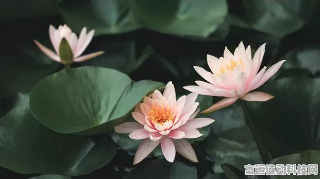 手游界睡莲效应，四强争霸，未来版图谁主沉浮？