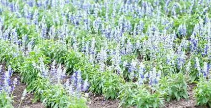 光遇呼吸药剂深度剖析，获取秘籍与高效利用策略
