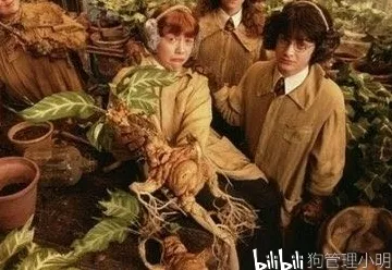 哈利波特，轻松找到啼哭曼德拉草拼图寻宝线索秘籍