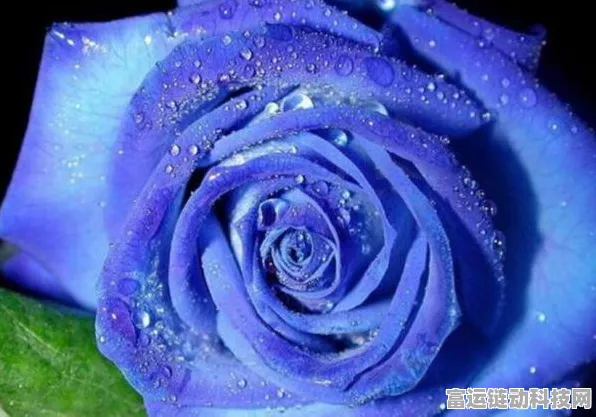 探秘抖音蓝色妖姬梗，你真的懂其含义？