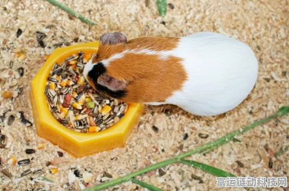 泰拉瑞亚豚鼠，萌宠养成与实用功能全揭秘