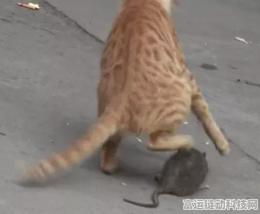 手游竞技巅峰，揭秘猫和老鼠游戏中顶尖猫咪角色排行