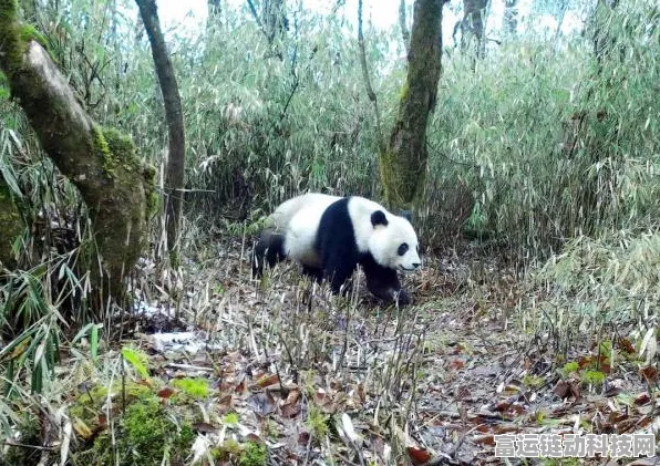 我的世界建造秘籍，打造隐秘基地的终极攻略