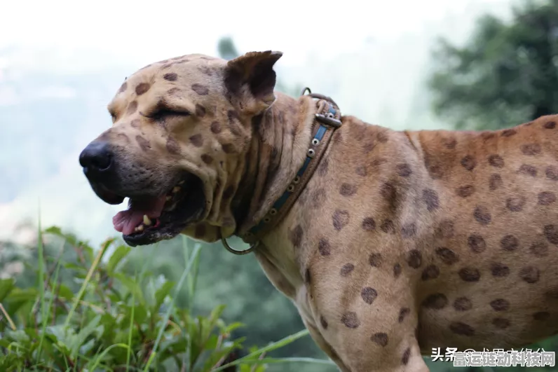 沙漠狼王狩猎秘籍，2020创造与魔法狼王刷新点全攻略