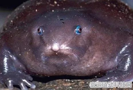 最强蜗牛不思议海域全探索攻略，解锁100%成就秘籍
