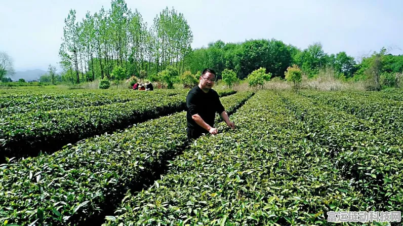 天涯明月刀手游，茶叶采集全攻略，解锁采茶秘籍！