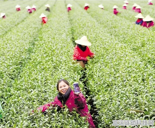 天涯明月刀手游，茶叶采集全攻略，解锁采茶秘籍！