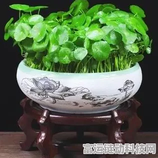 放置江湖第十一章南阳城，新手必备攻略详解