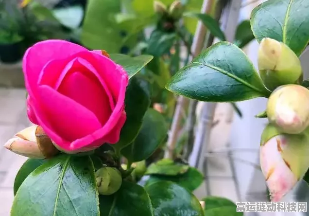 烟雨江湖云游商人，触发秘籍与现身规律大揭秘
