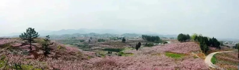 桃源深处有人家，解锁菠萝鱼烹饪秘籍，打造舌尖上的田园风光