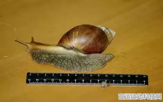 探秘最强蜗牛，宠物猪的独特功能与玩法深度解析
