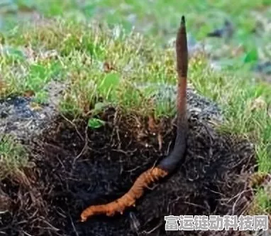 幻塔美食探索指南，全食材获取攻略大揭秘