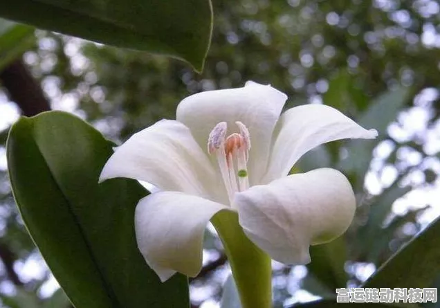 桃源深处有人家，粉色百合花获取攻略大揭秘